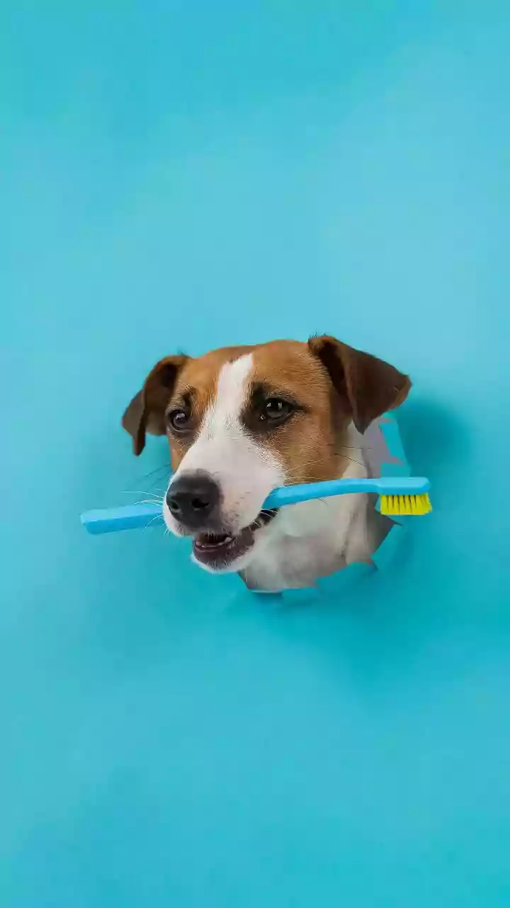 How to create a consistent pet care routine