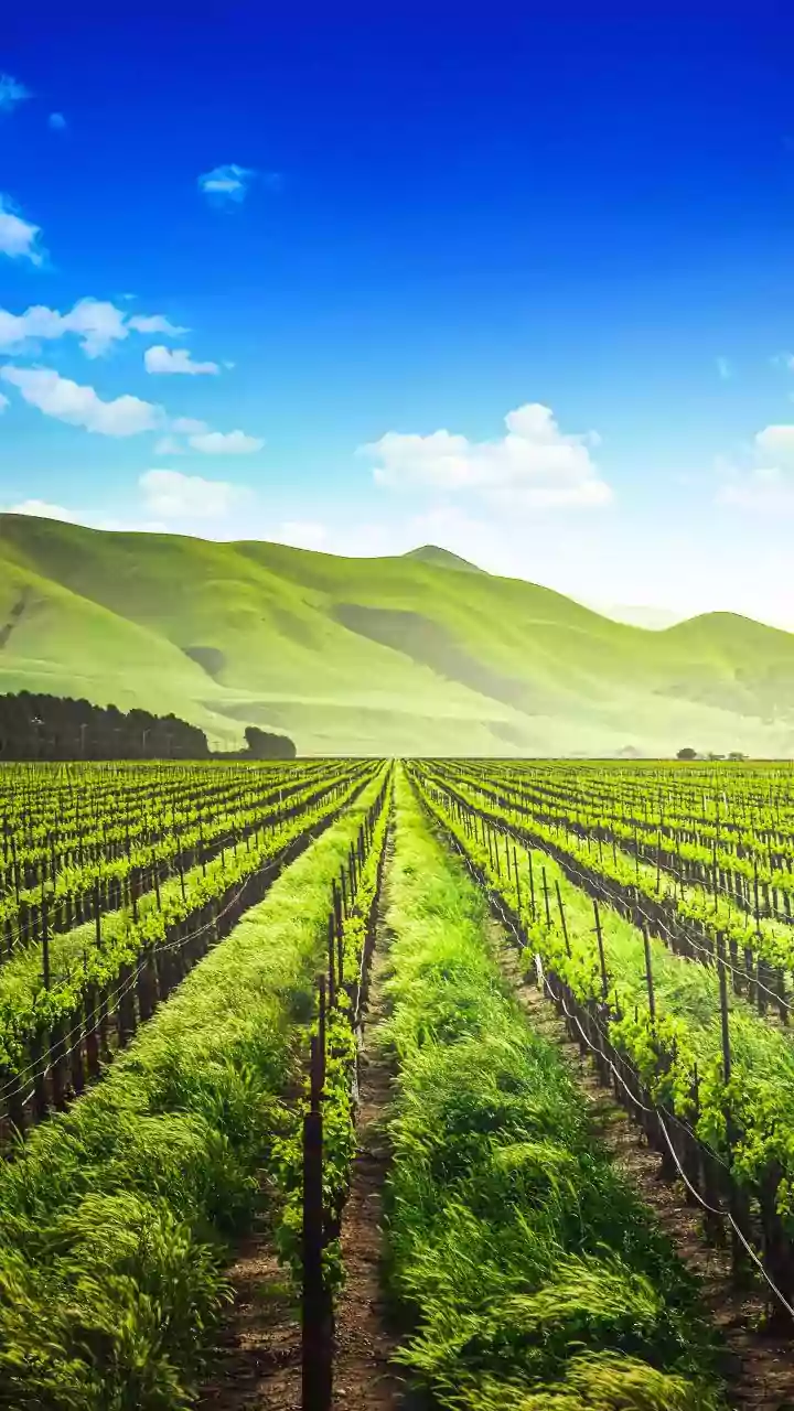 Calistoga: Napa Valley's Charming Wellness Haven with Hot Springs & 50+ Wineries