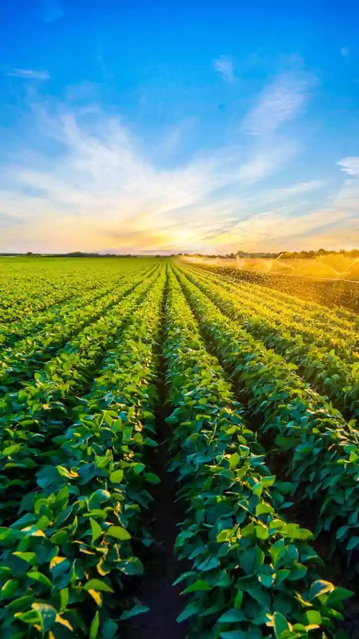 India's Monsoon Recovery Reduces Risks for Kharif Crops