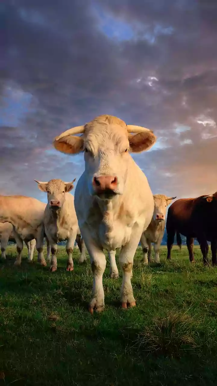 Motorcycle crashes into stray cattle in Amethi, kills rider