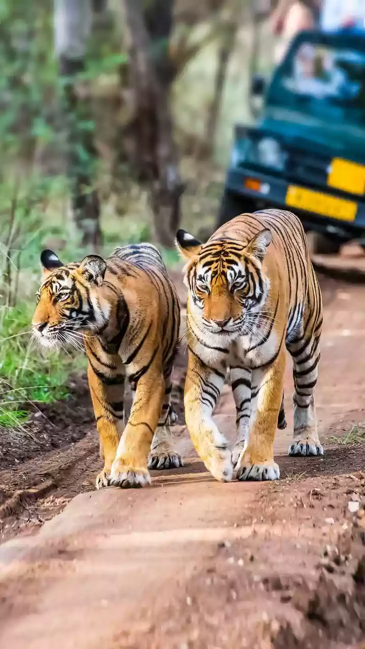 A Safari Permit Is Only Useful for an Open Zone