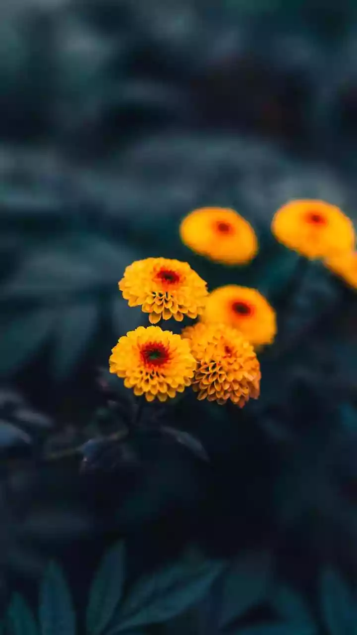 Pookalam On A Budget: Use Local Flowers And Simple Patterns