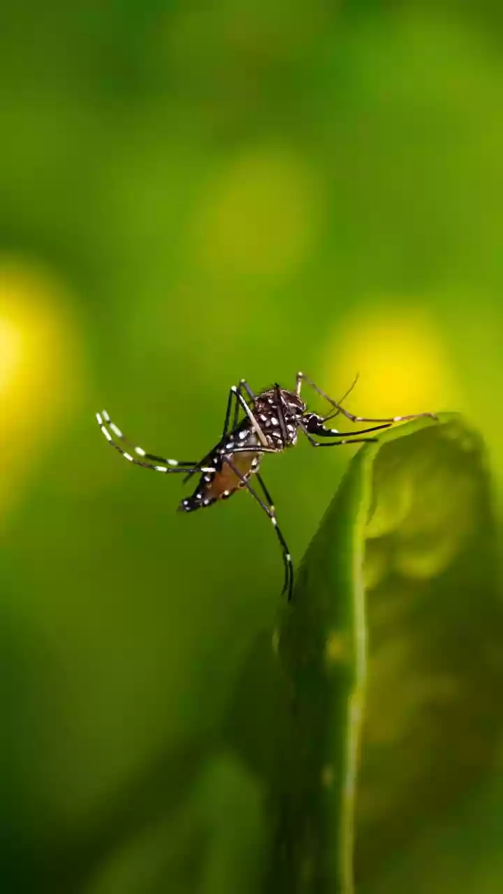 Conselhos para famílias que moram perto de áreas com muitos mosquitos