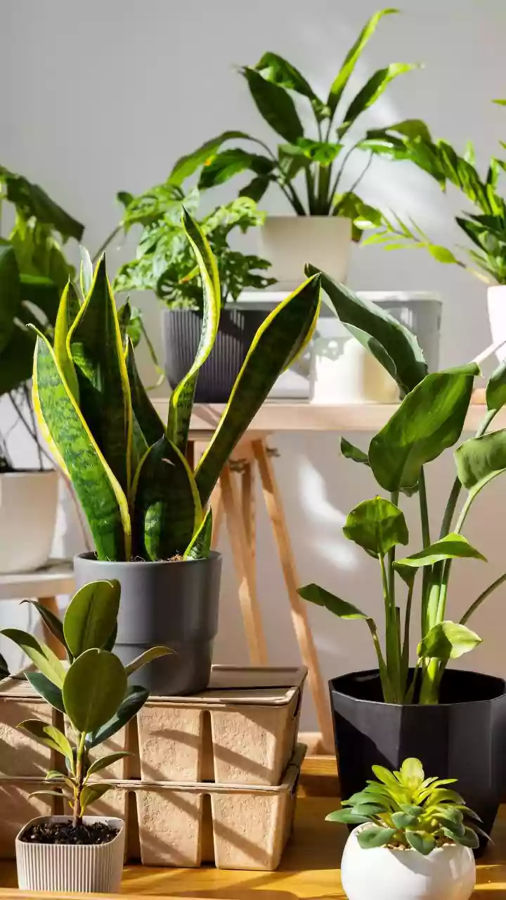 Gloomy Days Need Plants That Actually Survive
