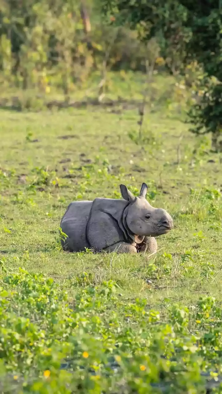 India’s Wildlife Comeback Stories: How Asiatic Lions, One-Horned Rhinos, Amur Falcons, Barasinghas Refused To Vanish — And Where You Can Still Find...