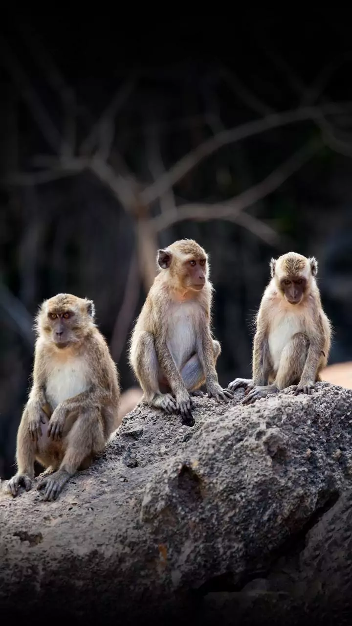 Monkey business at Bengaluru airport: Primates stroll in terminal