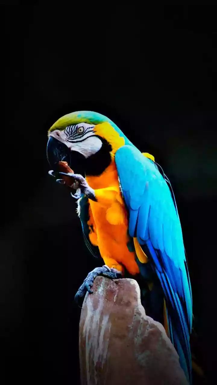 Indore News: City Registers 427 Exotic Pets, Leading MP’s Drive