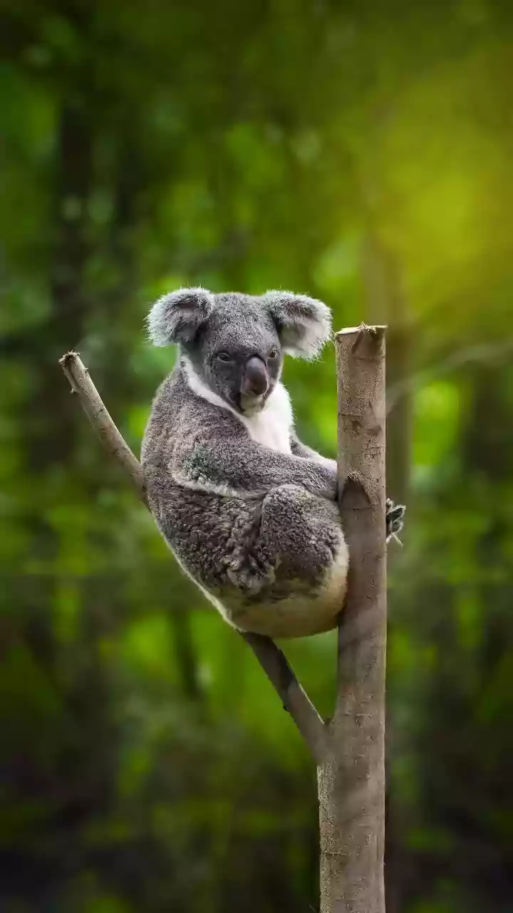 Island Sanctuaries: A Haven for Koalas Battling Chlamydia