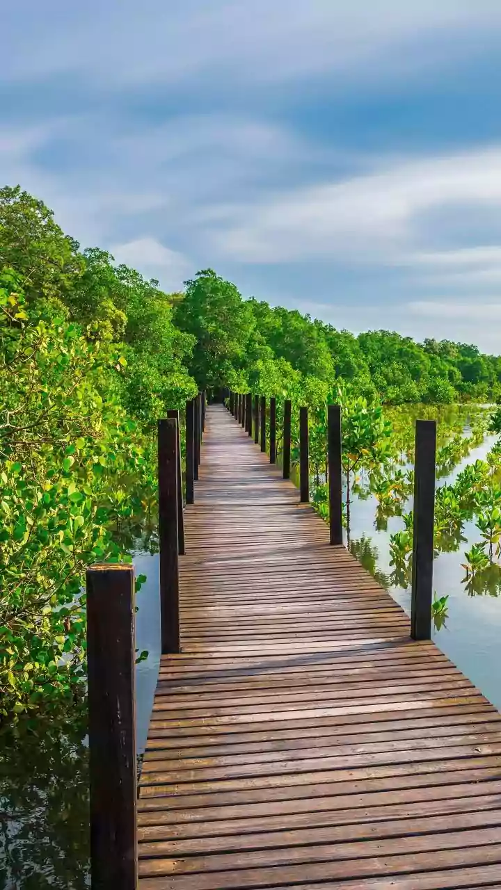 South Andaman's Rainforest Birding Trail Puts the Spotlight on Low-Impact Etiquette