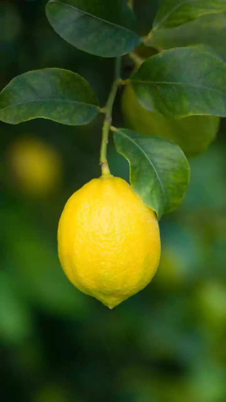 How Leftover Citrus Rinds Can Be Made Into Gut Friendly Preserves