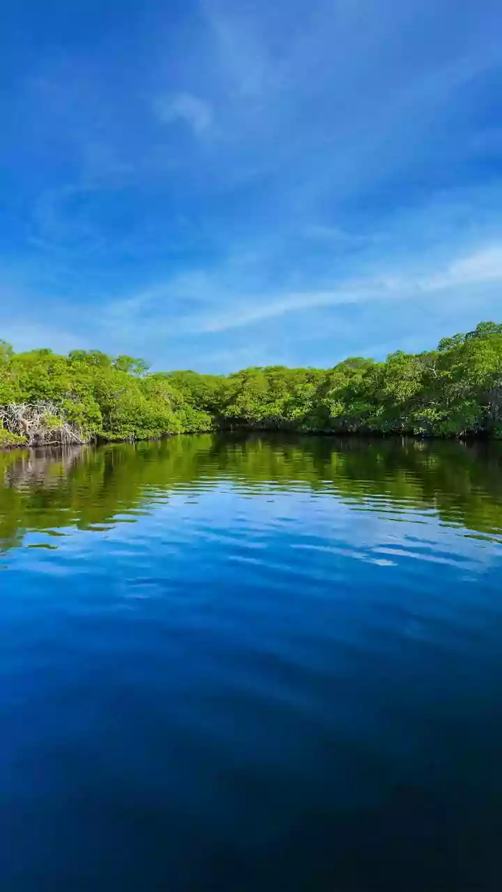 How Telemetry Monitoring Tracks Mangrove Loss Caused By Cyclonic Tidal Waves In Sundarbans