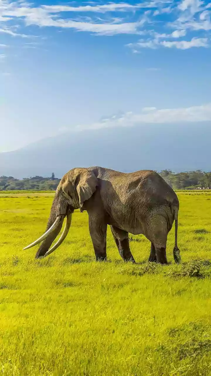 Kaziranga's Wild Wonders: Spotting 8 Incredible Animals in India's Jewel