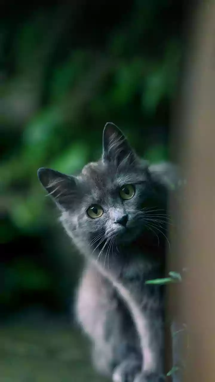 Beyond Cute: 5 Feline 'Superpowers' That Outshine Human Heroes