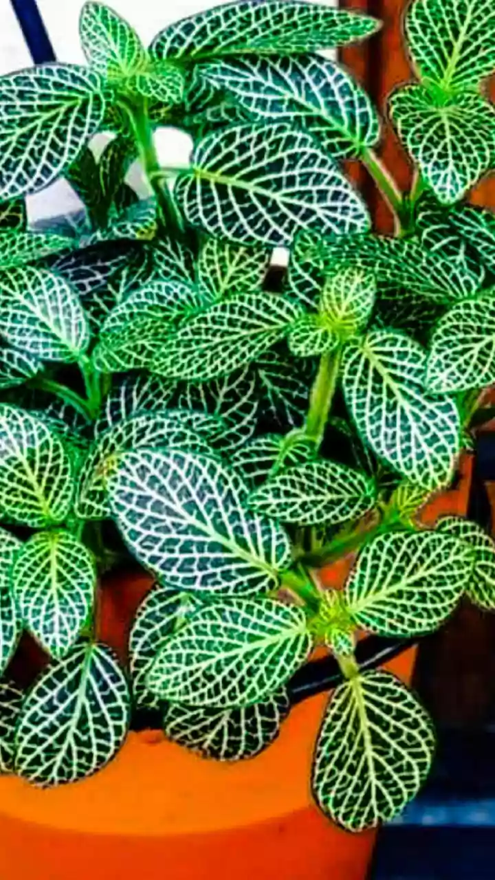 Indoor Plants That Love Rainy Weather And Need Very Little Effort