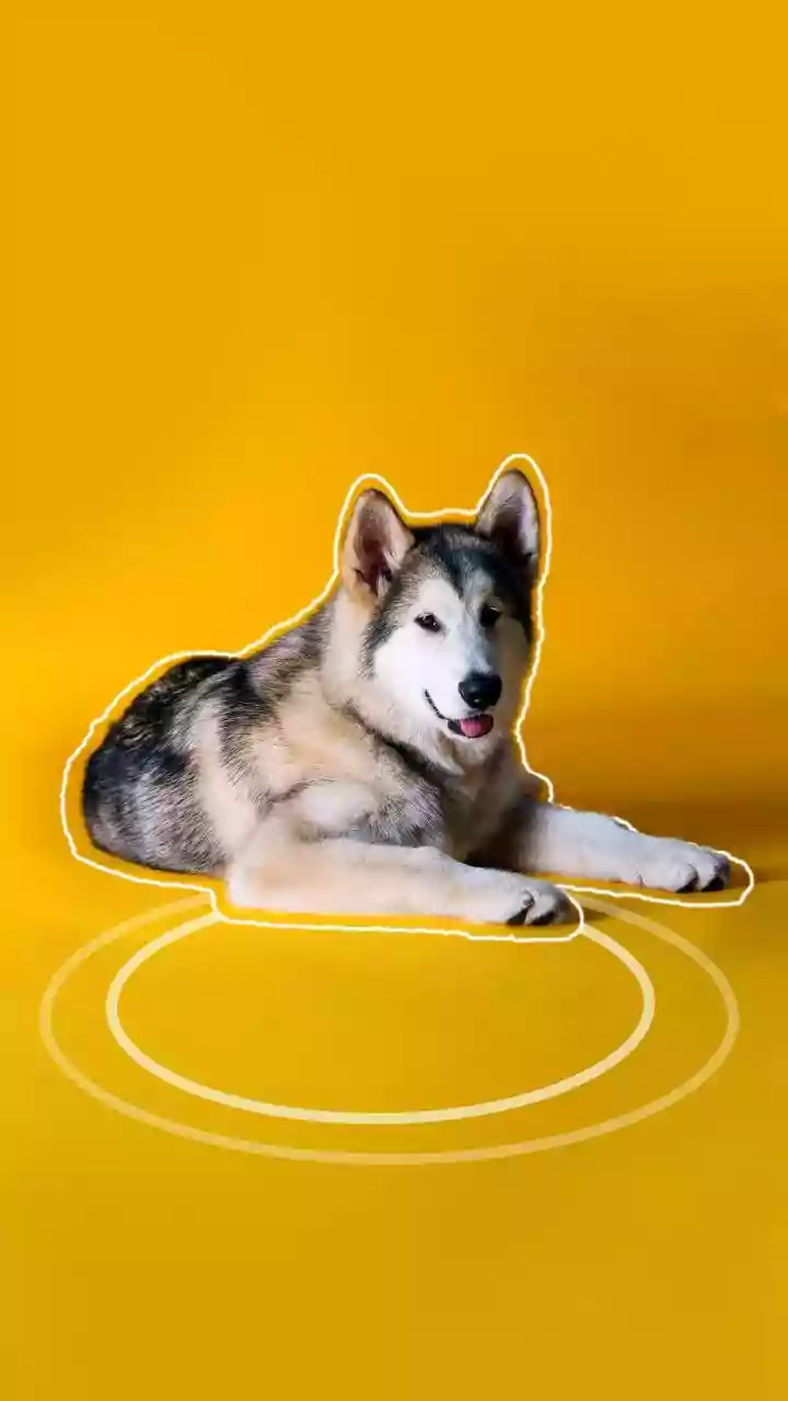 Unlock Your Pet's Health: A Beginner's Guide to Digital Wellness Tracking