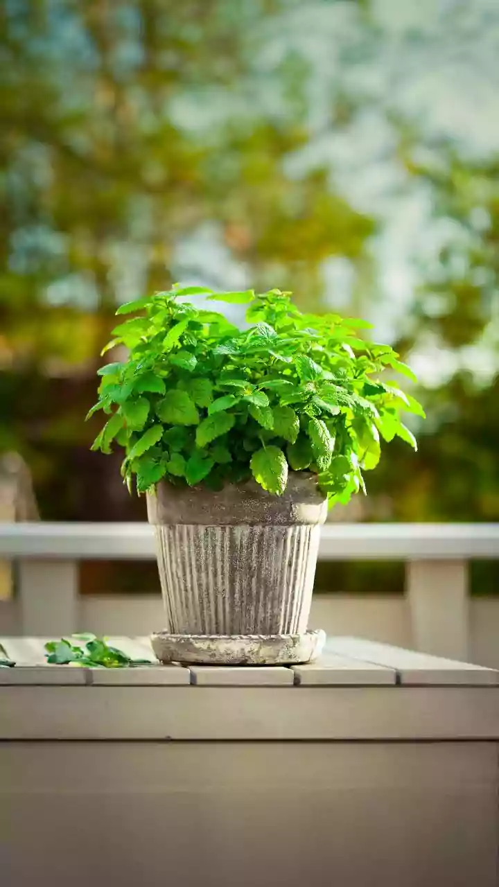Growing Thai Chillies In Pots In Context: Choosing A Pot With Drainage Holes