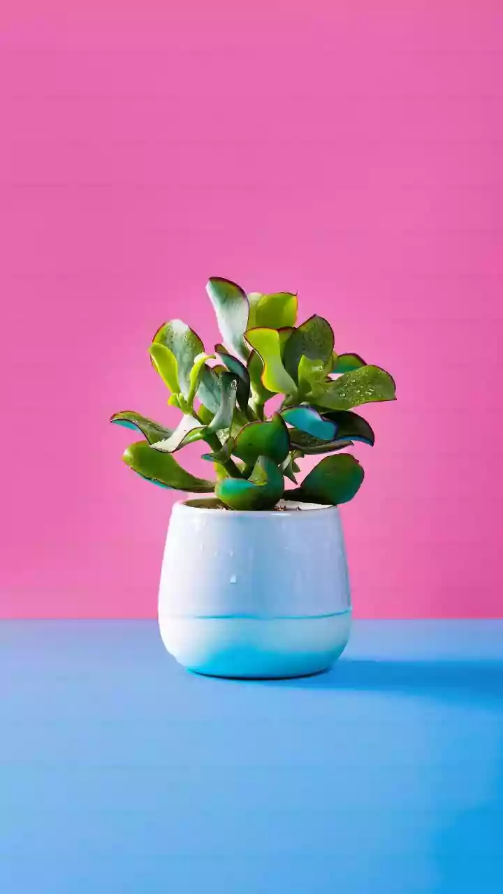 The Low-Water Gardening Shift: A Practical Take On Plant Choice By Long-Term Water Needs