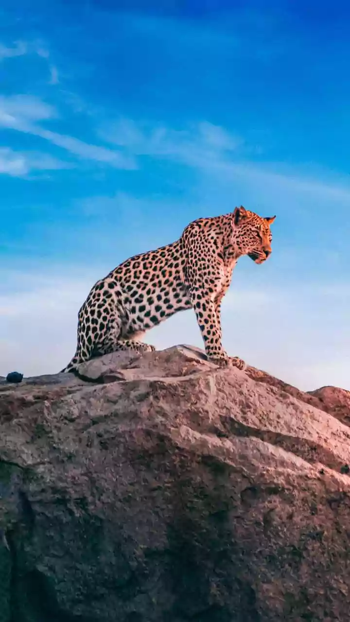 Leopard Triggers Panic After Entering Densely Populated Bhayandar East Area, Injures Three Residents Before Being Trapped