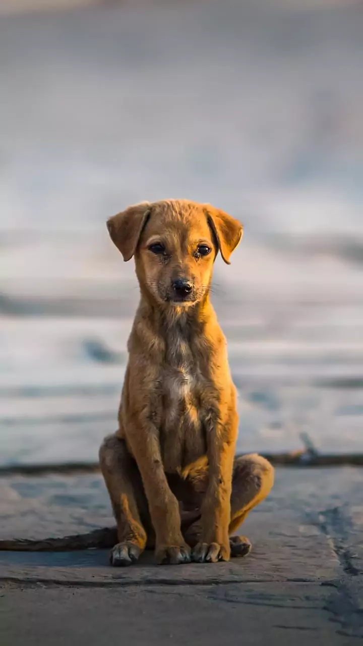 Why Mumbai needs to build dog shelters near public spaces
