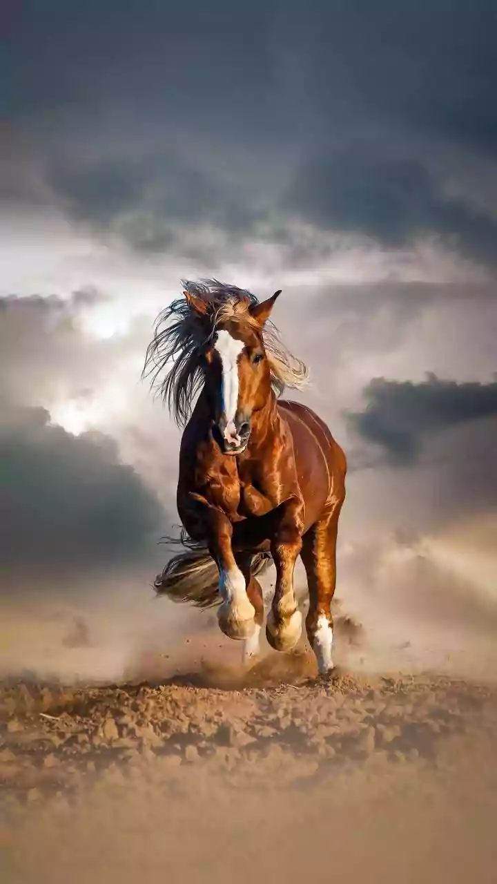 The Cruel Reality: Why Horses in Indian Baraats Face Unspeakable Suffering