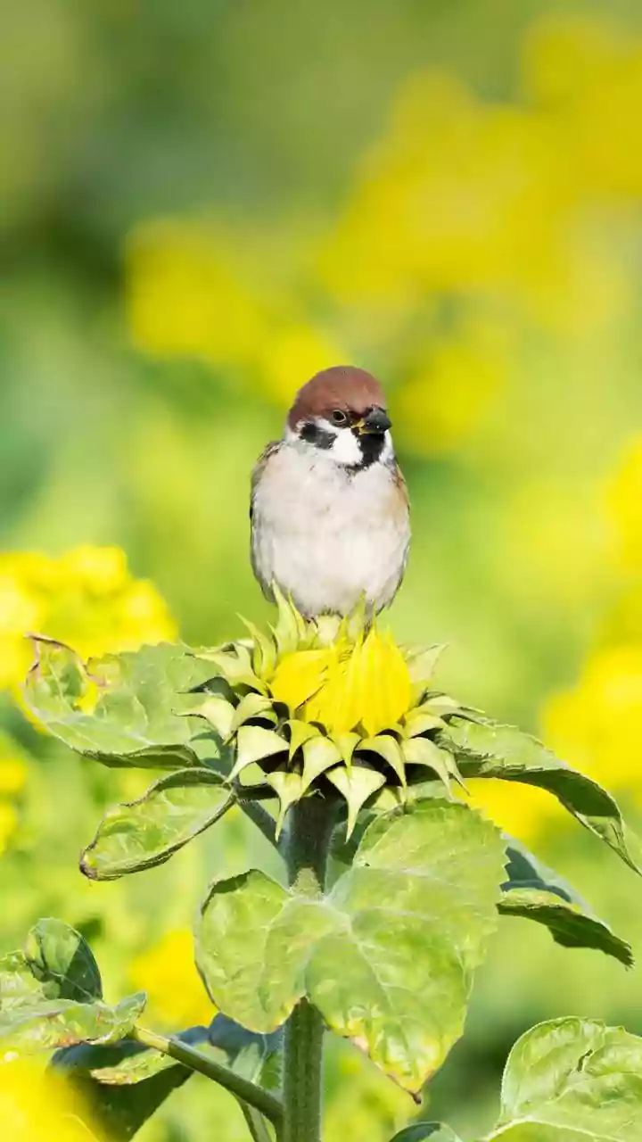 Astrology Secrets: How Feeding Sparrows Can Bring Prosperity and Peace