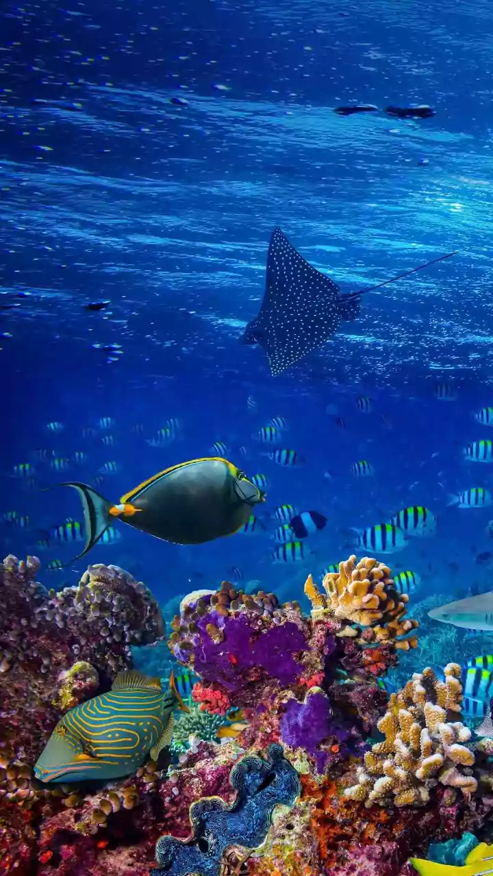How Eco-Tourism Standards In Lakshadweep Control Tourist Footprint To Shield Vulnerable Island Reefs
