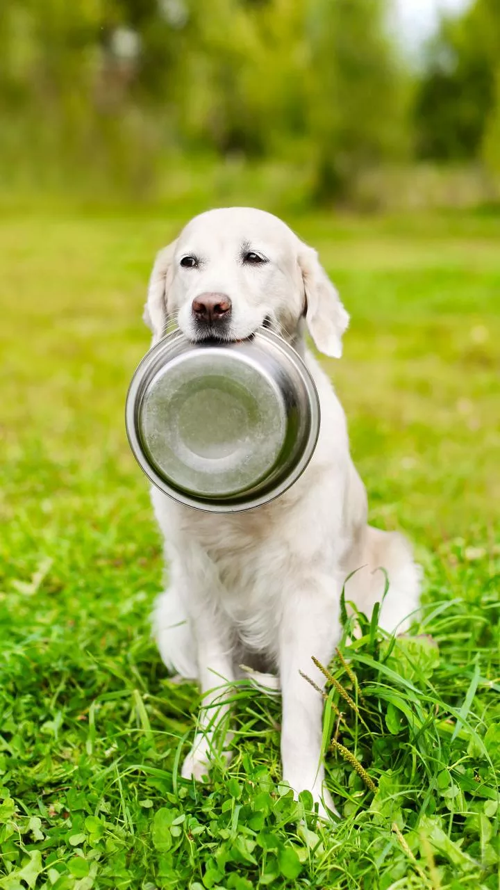 Cloudy air slows pet appetites — vets say it’s normal pattern