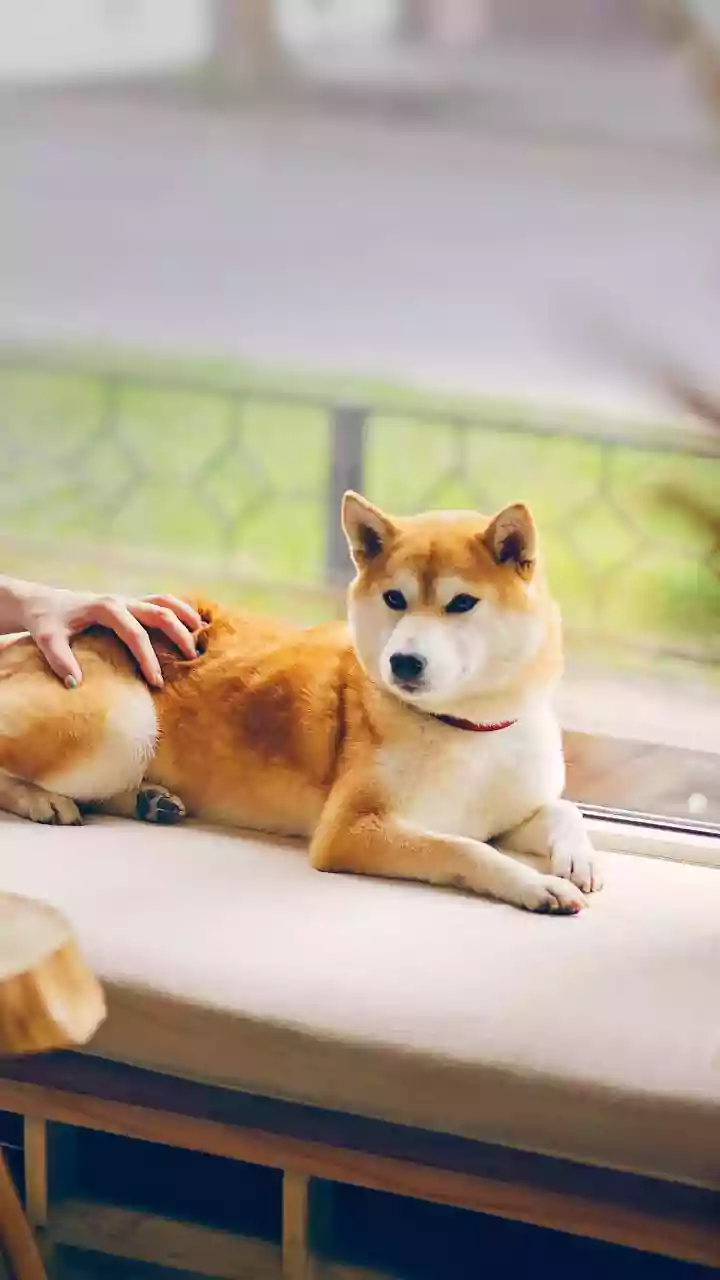How To Help Dogs Adjust To New Accommodation With Familiar Routines And Calm Introductions