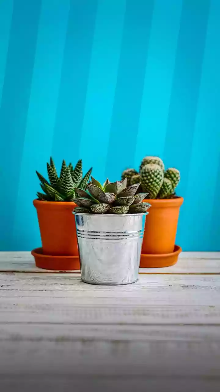 Simple Gardening Tips For Beginners Foolproof Indoor Houseplants For Easy Room Greenery