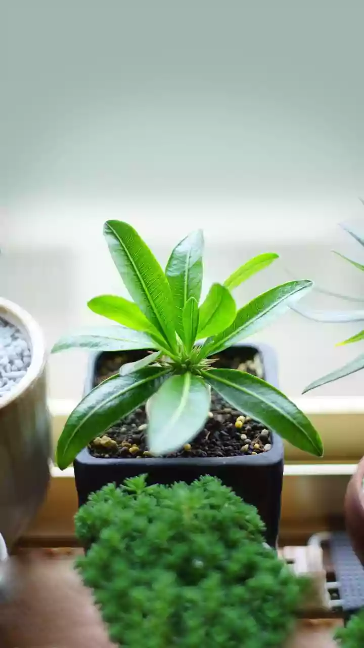 5 easy pruning tips to keep your indoor plants thriving