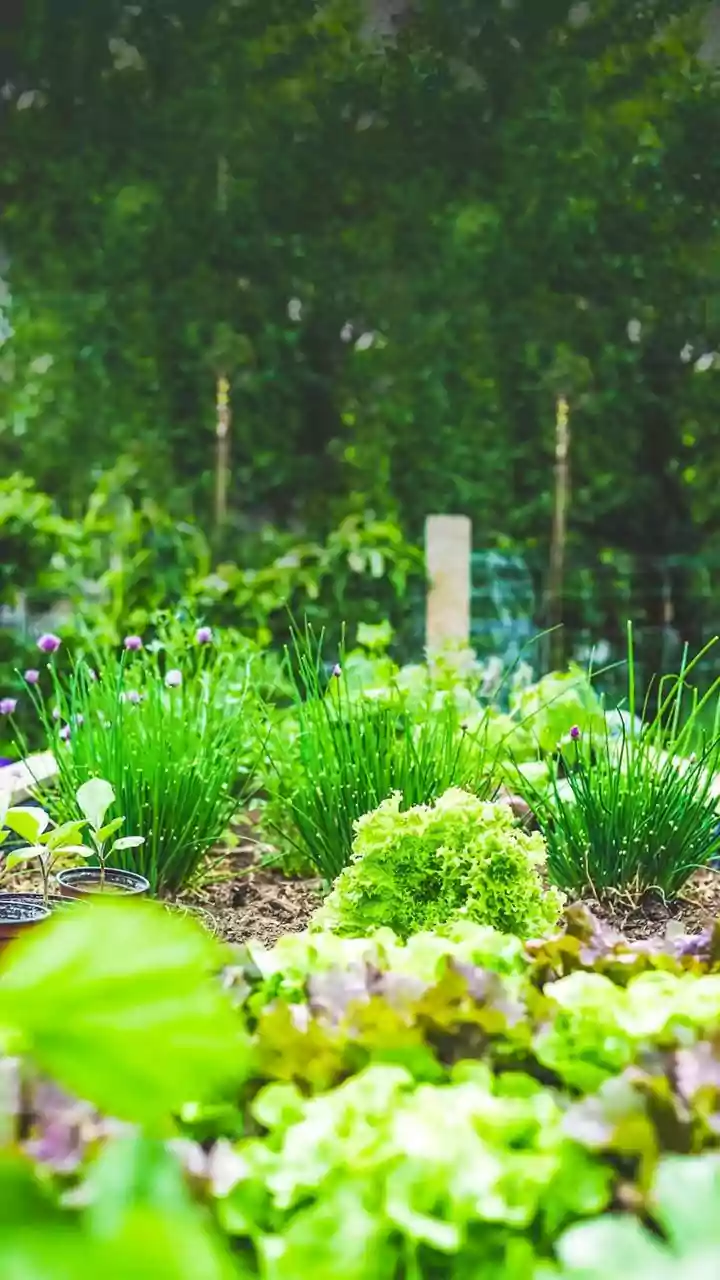 Winter Garden Care: Expert Tips for Thriving Plants and a Better Spring Harvest