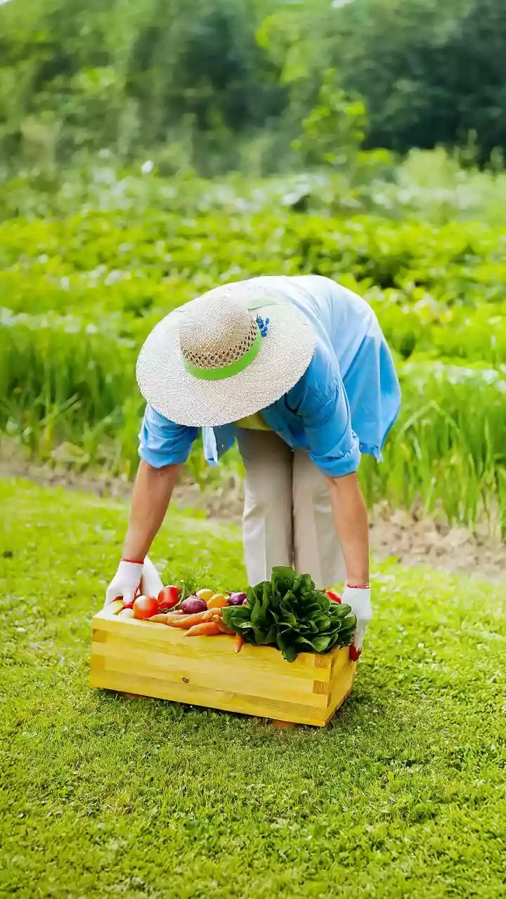Monsoon Produce Guide: How To Inspect Vegetables Before Buying