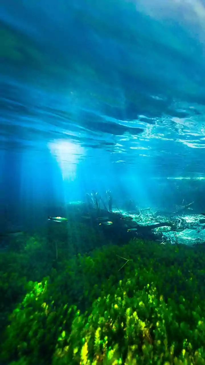 Unseen Heroes: Marine Viruses and Oxygen Production