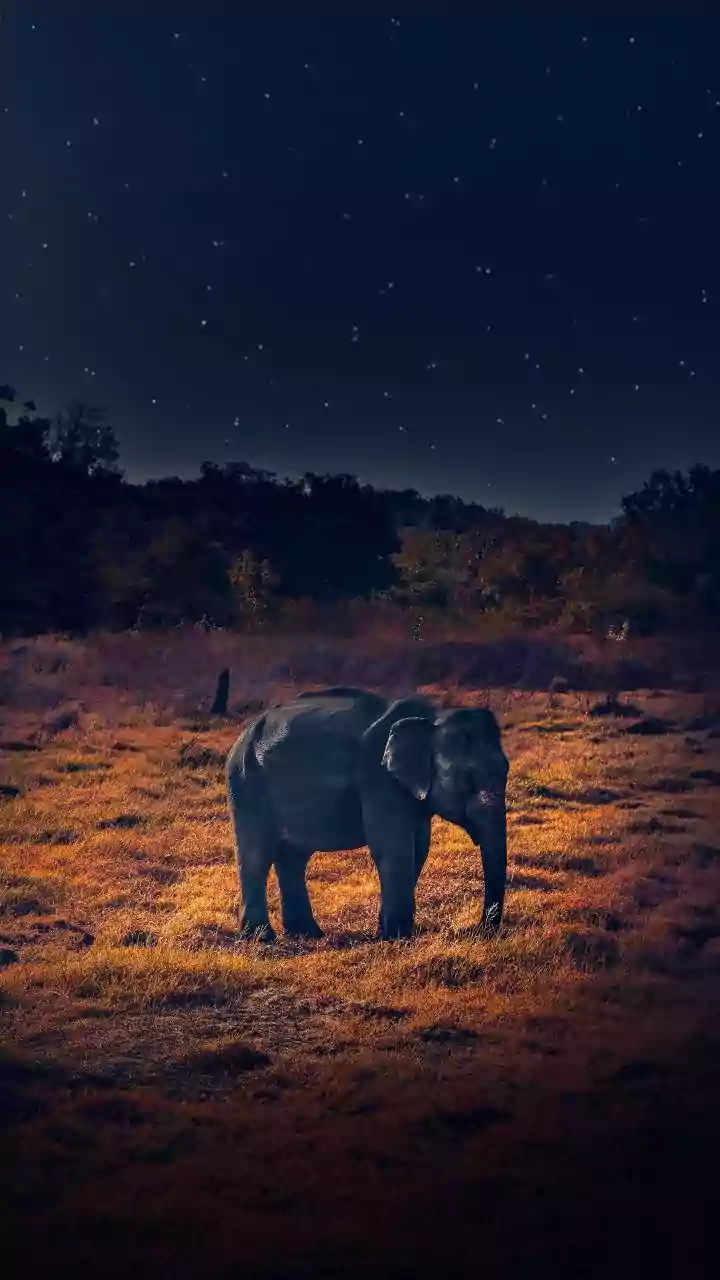 National-Park Plans Should Include Nature Experiences Outside Safari Hours