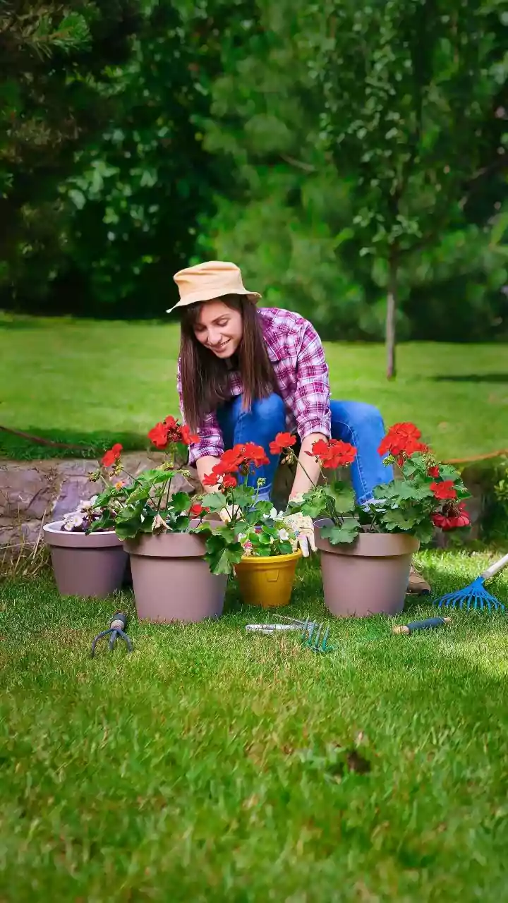 Fresh Interest in Seasonal Home Gardening Gives Indian Gardeners a Reason to Review Zaid Timing