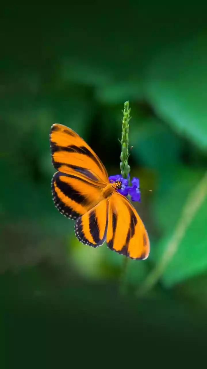 Vibrant Orange Animals: Colour in the Wild