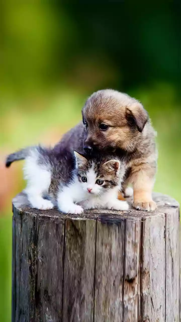 Why India's Premium Pet Economy matters for responsible adoption and household financial planning