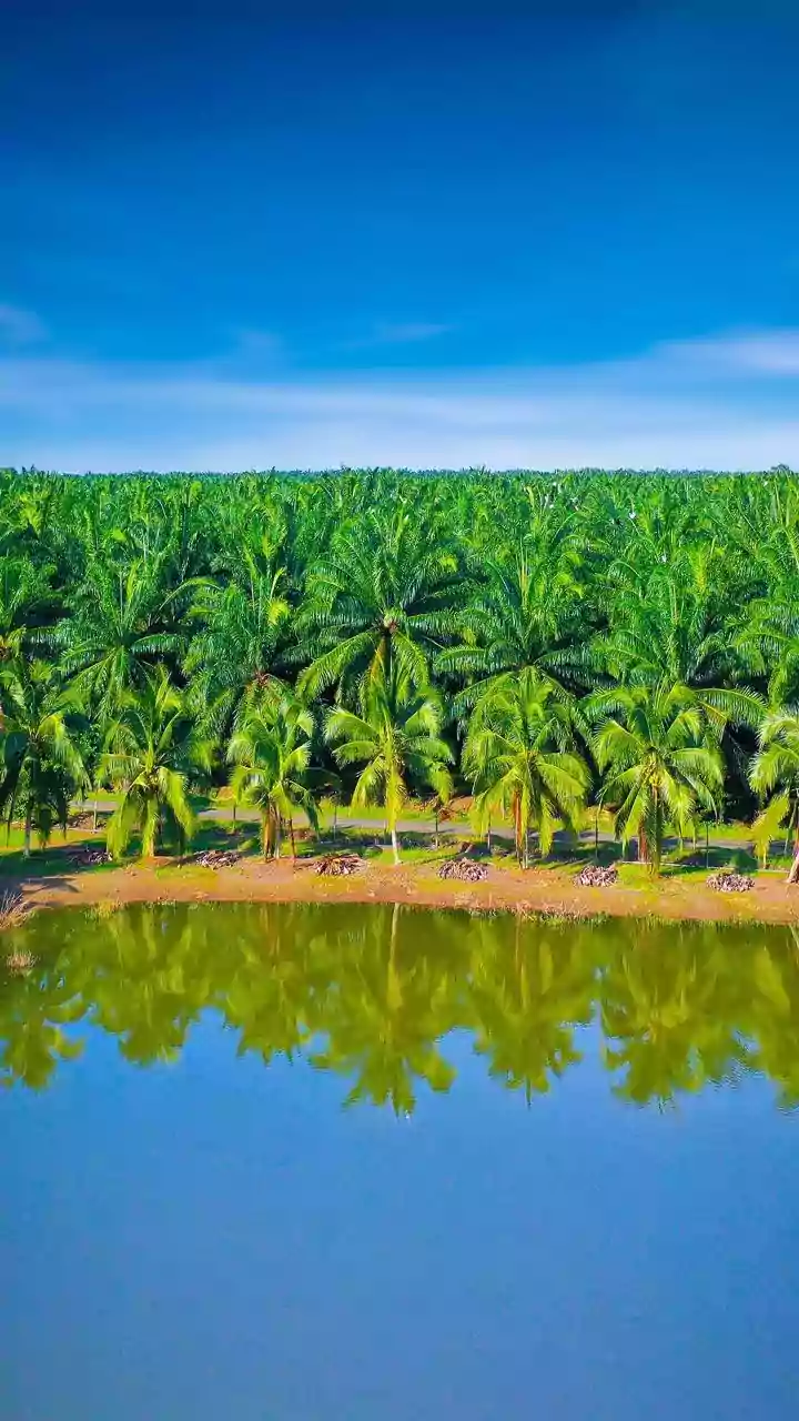 Coconut's Bounty: Nirmala Sitharaman's Budget Focus