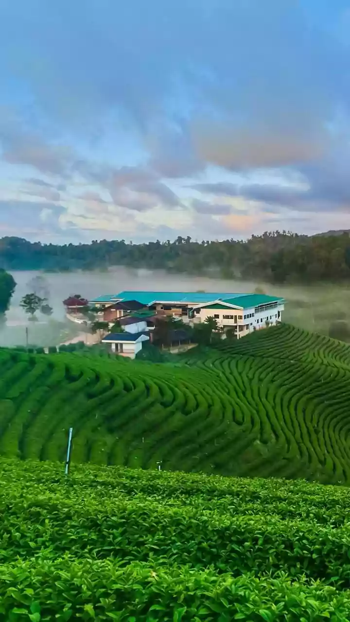 Why Coffee Estate Homestays In Coorg Are The Ultimate Off Season Escape For Rainy Weather Travellers