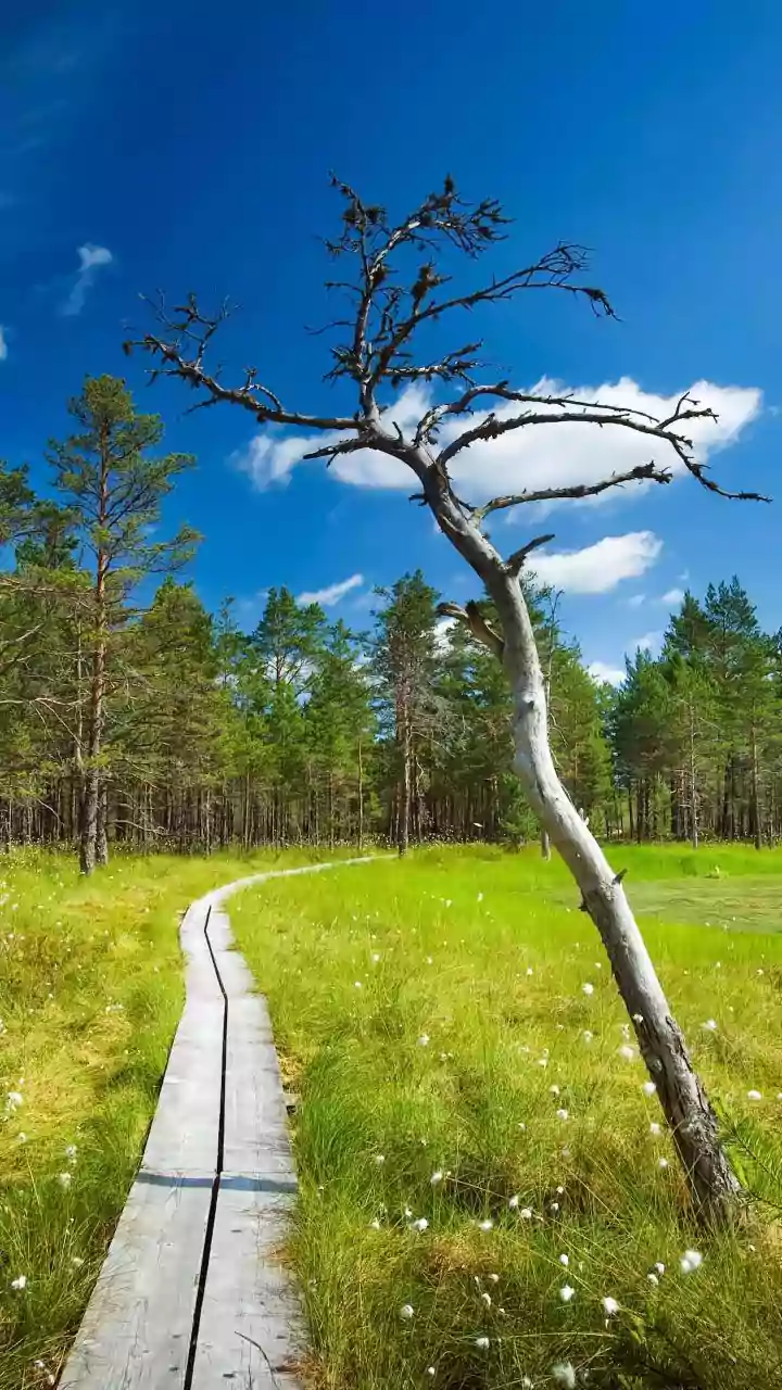 You must explore these bog boardwalks in Estonia