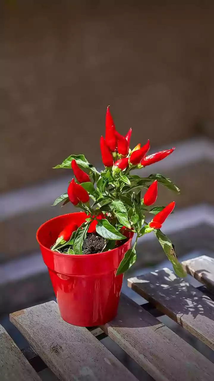 Growing Thai Chillies In Pots Explained: Harvesting Chillies As They Ripen