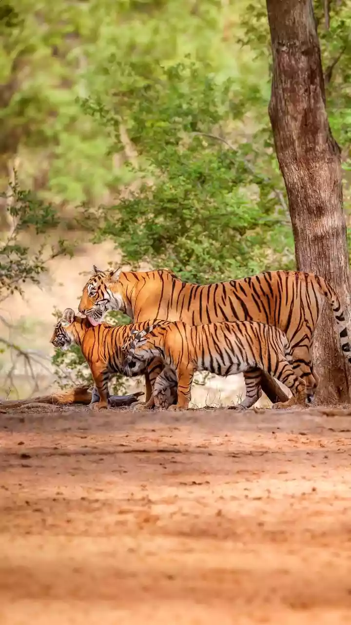 Why August Is Emerging As A Favourite Month For Monsoon Wildlife Safaris