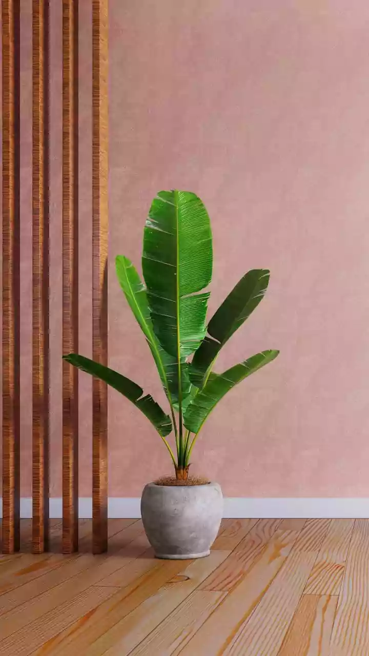 Researchers Compare Indoor Plants With Ventilation In Improving Indoor Air