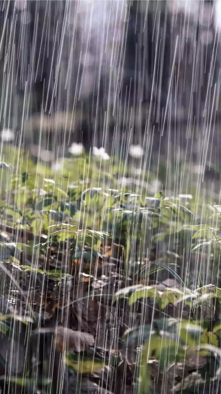 IMD Issues Heavy Rainfall Alerts Across India for July 31