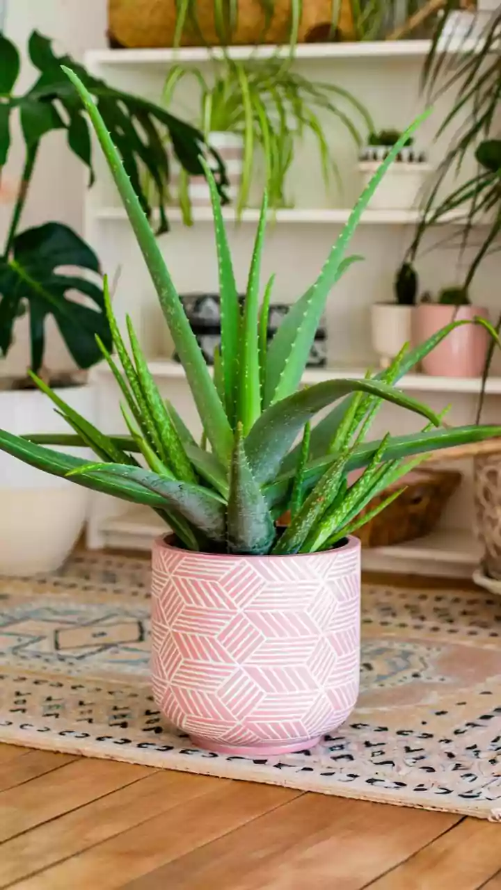 Keep Your Home Green This Rainy Season With Easy Indoor Plants