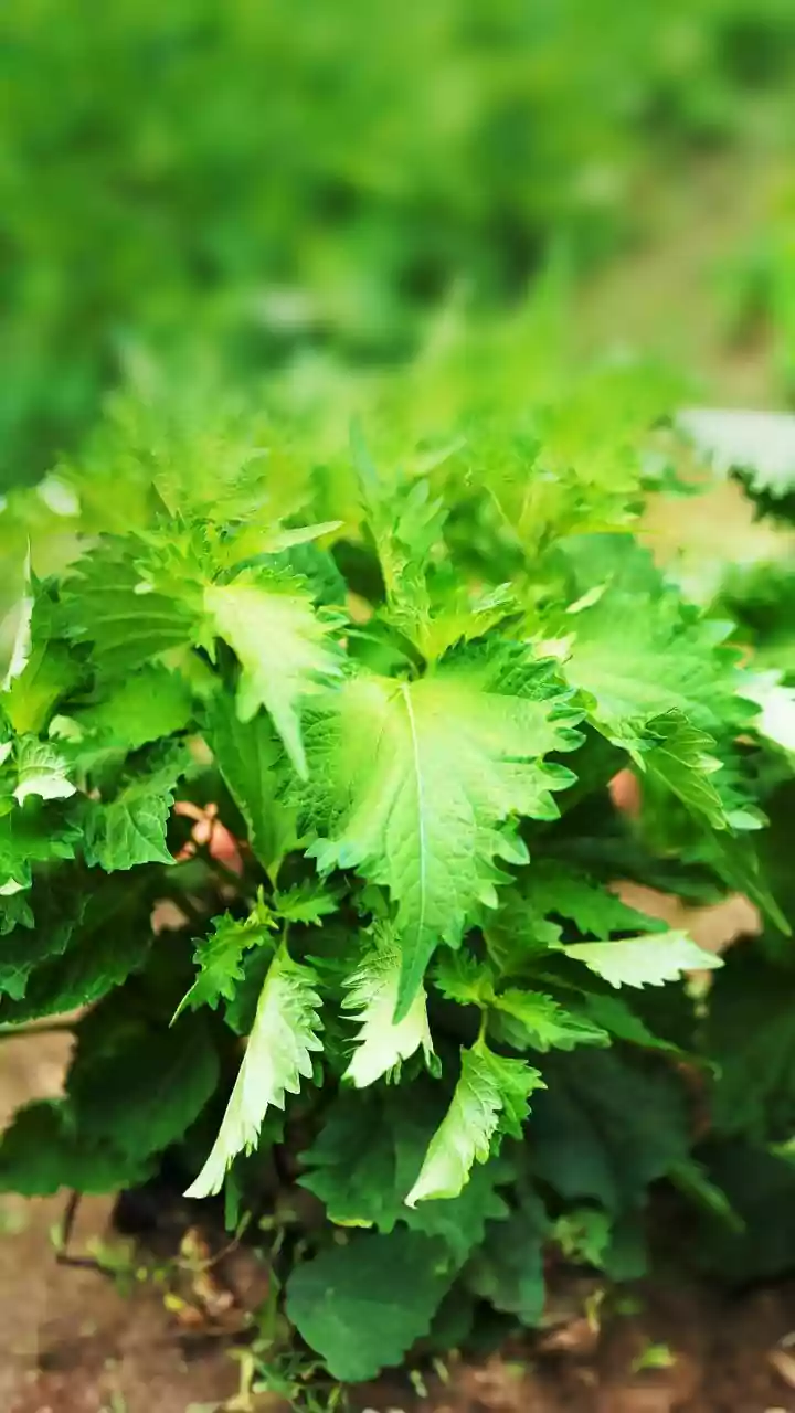 Unveiling the African Nettle: A Nutritional Powerhouse with Surprising Benefits
