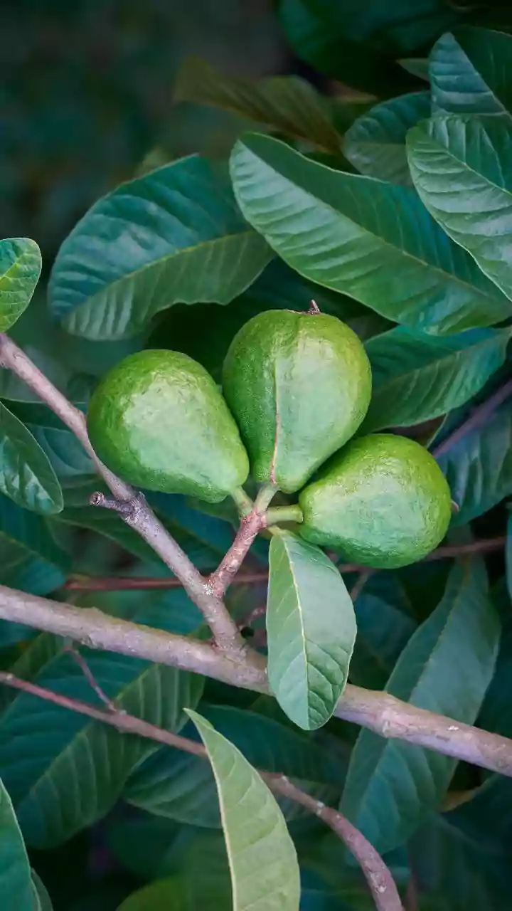India's Diverse Climate Supports Guava Cultivation