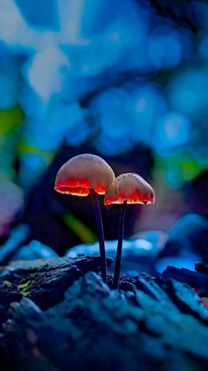 Mushrooms During Rainy Season: What Beginners Need To Know