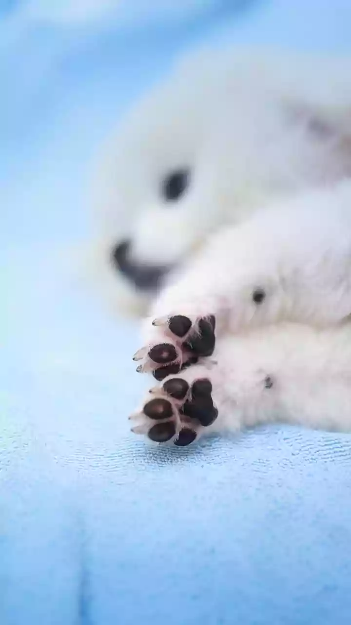 Comportamento canino: por que os cães nos tocam com a pata