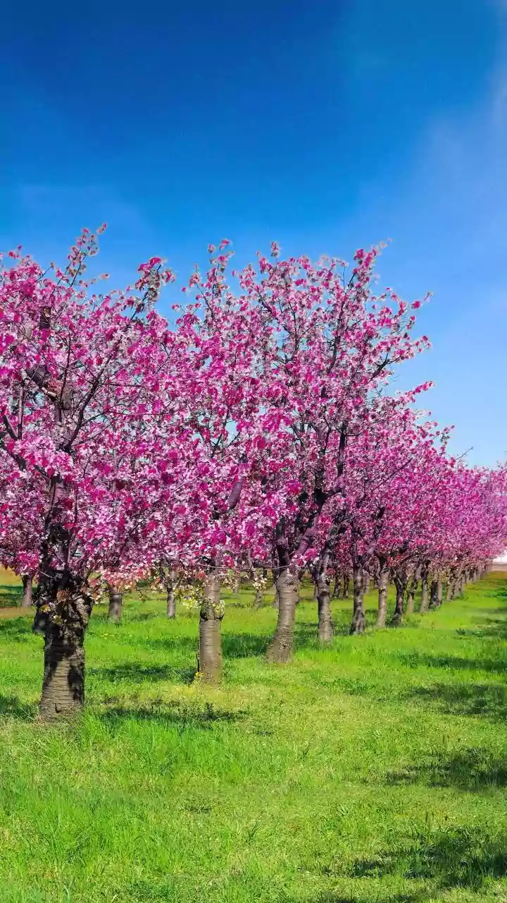 Embrace May: Inspiring Images & Celebrations